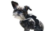 Get Detailed SMS with Small Waterproof GPRS GSM Pet Collar GPS Tracker Size:M