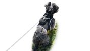 Dogs & Cats Realtime GSM GPS GPRS Mini Waterproof Pet Tracking Device Size:L