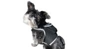 Get Realtime SMS Site Reports w/ Waterproof Mini GSM GPS Pet Tracker Size:L