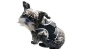 Inexpensive Dog Locator Device Waterproof + Perimeter Fencing Settings Size:XXL