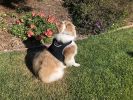 Get Accurate Pet Locations w/ Pet Tracker Realtime Dog Collar GPS Tracker Size:XL